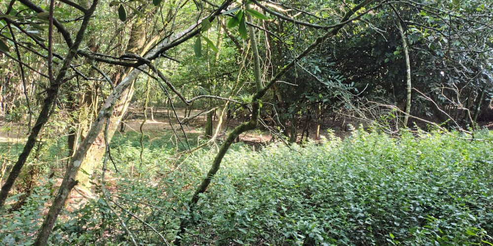 IMG_20260121_085250051_HDR