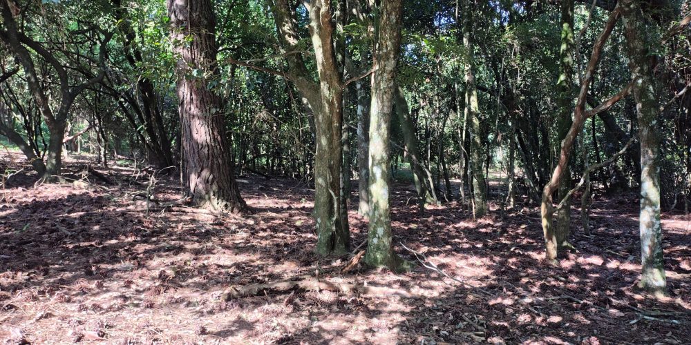 IMG_20260121_090950453_HDR